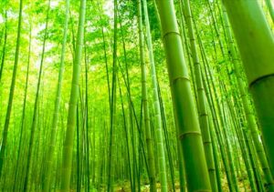 tela de bambu cozze